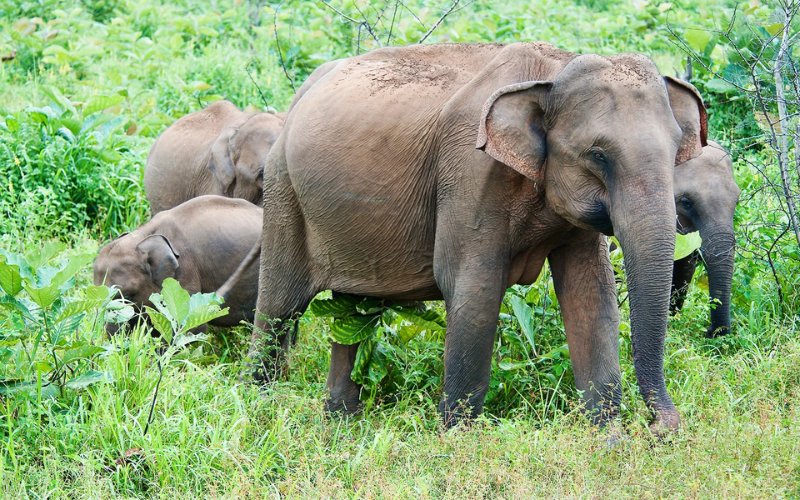 Nine-month-old baby killed, mother injured in Kibwezi elephant attack