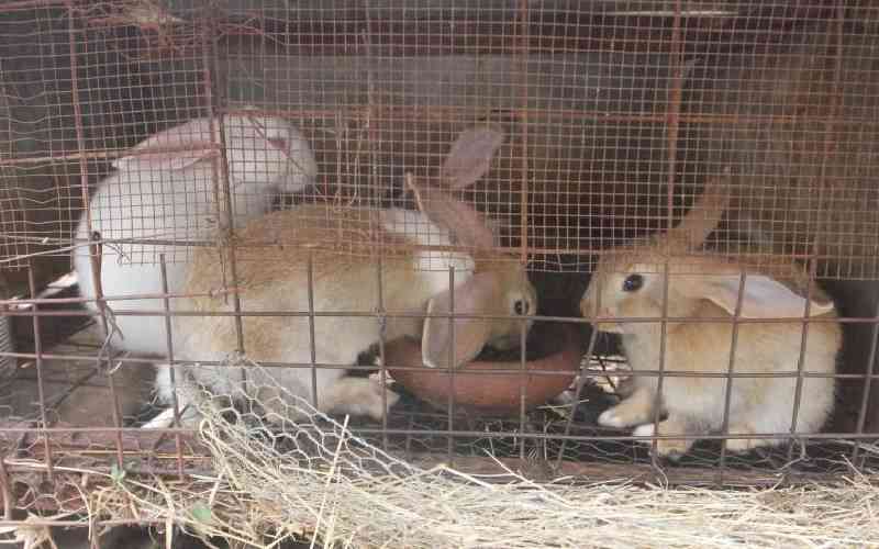 Kiambu youth sees past visual impairment to build rabbit breeding enterprise