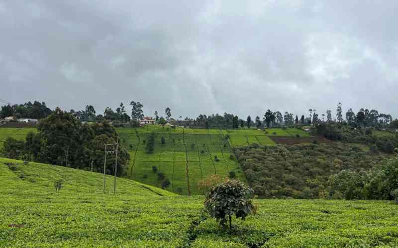 Letter from scenic Ndaka-ini: Why Murang'a needs an economic reset