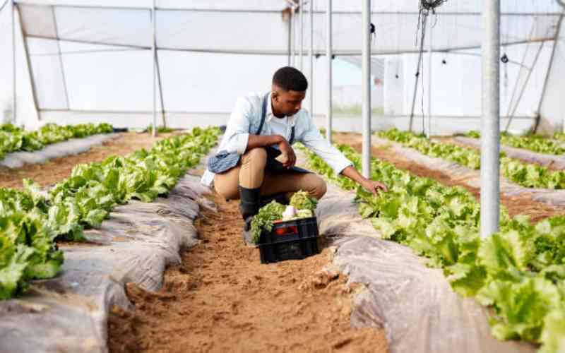 Kenyans living in towns are farmers too