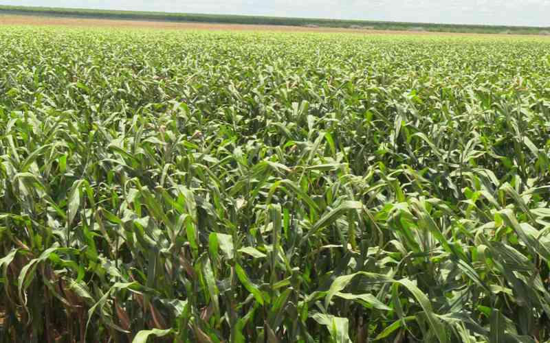 Unfavourable rains slow down agriculture output to 3.1 per cent