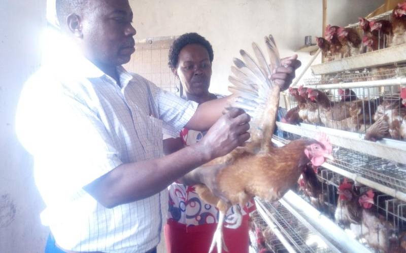 Vaccination best defence against fowl pox disease