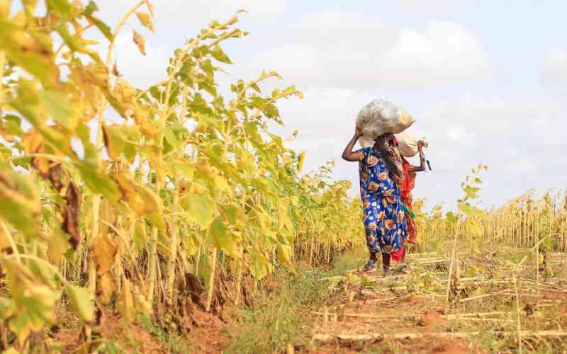 How Africa can co-create resilient food systems