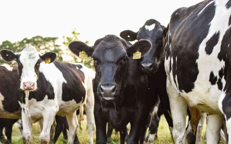 Profitable dairy farming beginner's guide: What you need to know