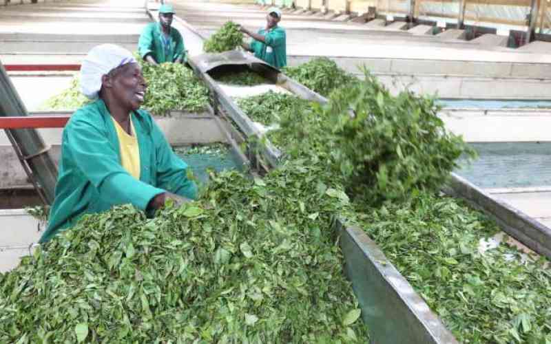 Tea factories net Sh1.3b at Mombasa auction