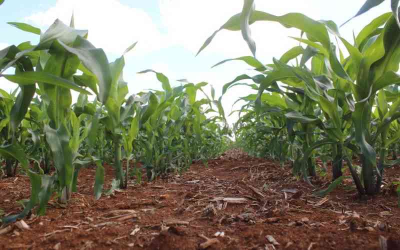 Maize farmers hopeful as Ruto's food agenda unfolds, but ask for more