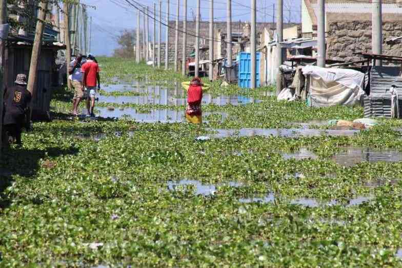 Court orders govt to compensate families displaced by rising waters of L. Naivasha