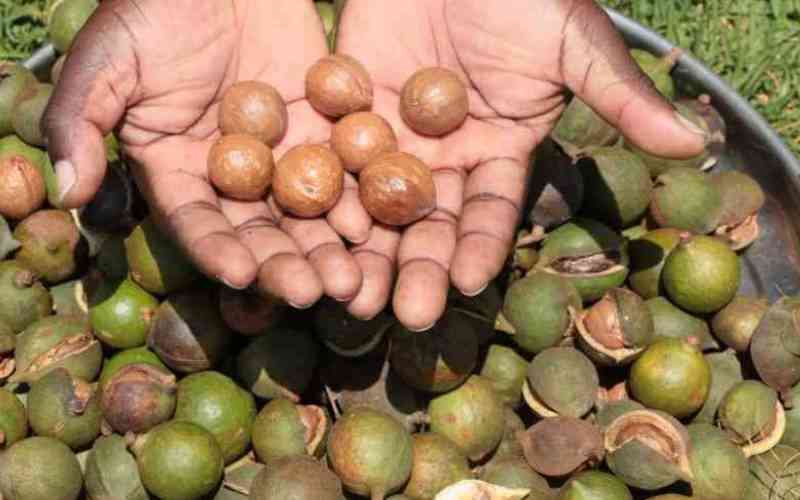 Macadamia farmers push for lifting of export ban as unsold nuts pile up