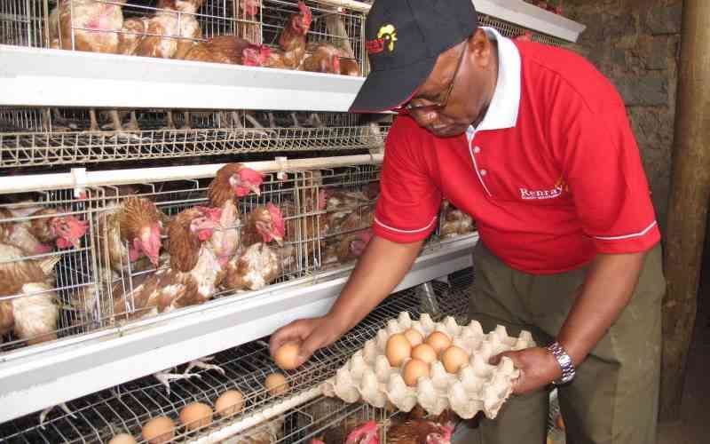 Battery cages or deep-litter floor for your layers?