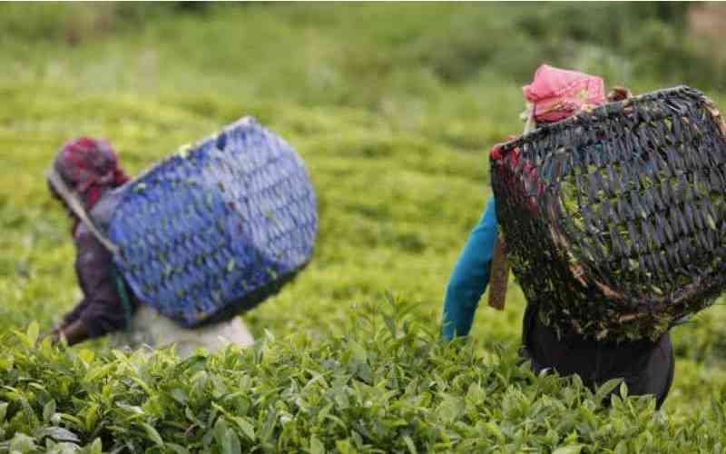 Tea Workers in Kericho, Bomet and Nandi reject Browns Tea Plantation outsourcing plans