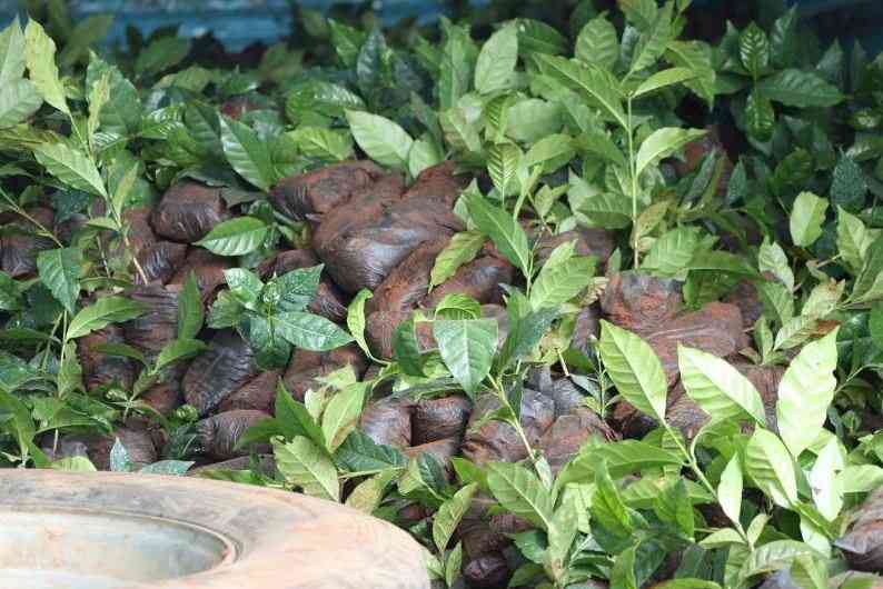 Why Kenya cannot afford to lose the EU coffee market