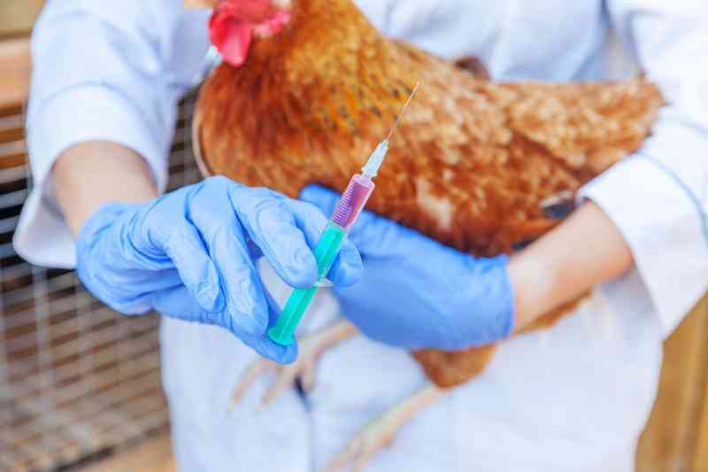 Five effective poultry vaccination regimes