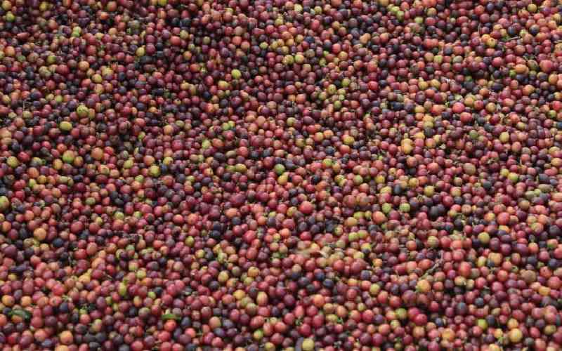 Coffee farmers earn Sh1 billion at Nairobi auction
