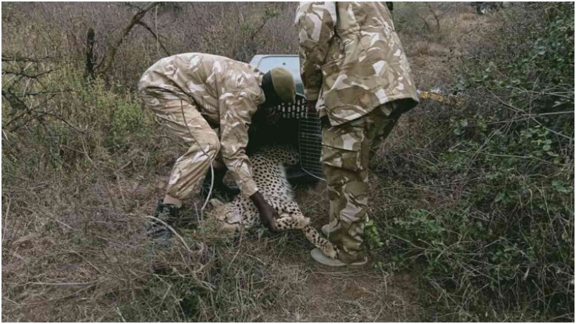 KWS takes away orphaned cheetah rescued, raised by Garissa woman