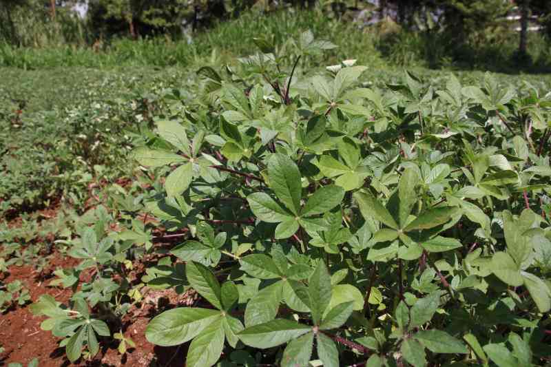 How Vihiga is turning small lands into big farming success