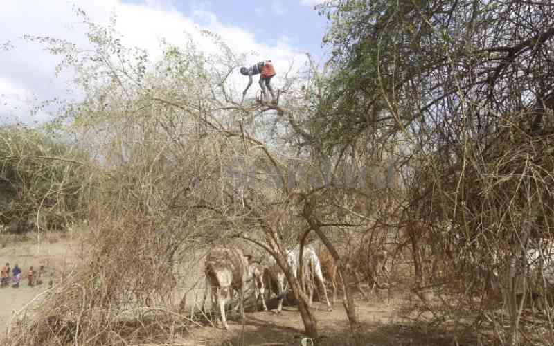 Climate change turning herders into traders