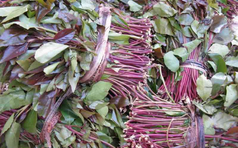 Farmers push to declassify miraa as a drug, eye more export markets