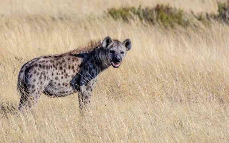 How to adopt a hyena