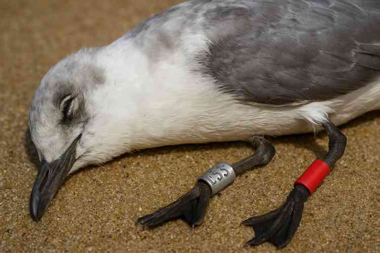 Rare migratory bird from Finla...