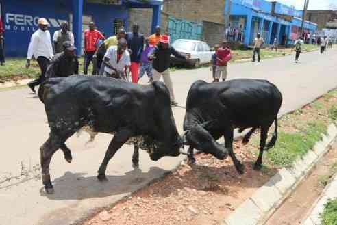 Man arrested, bull detained after killing 60-year-old woman