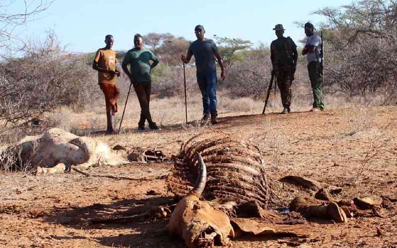 Samburu leaders demand stocktaking after livestock killed in police operation