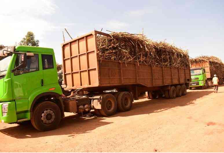 West Kenya Sugar invests Sh1 billion in cane development