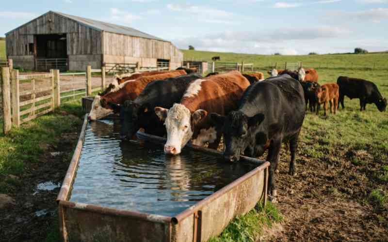 Why water is critical in livestock production, health