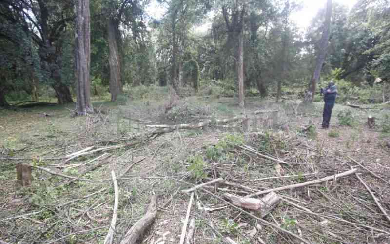 Government's tough warning as illegal loggers invade Mau Forest