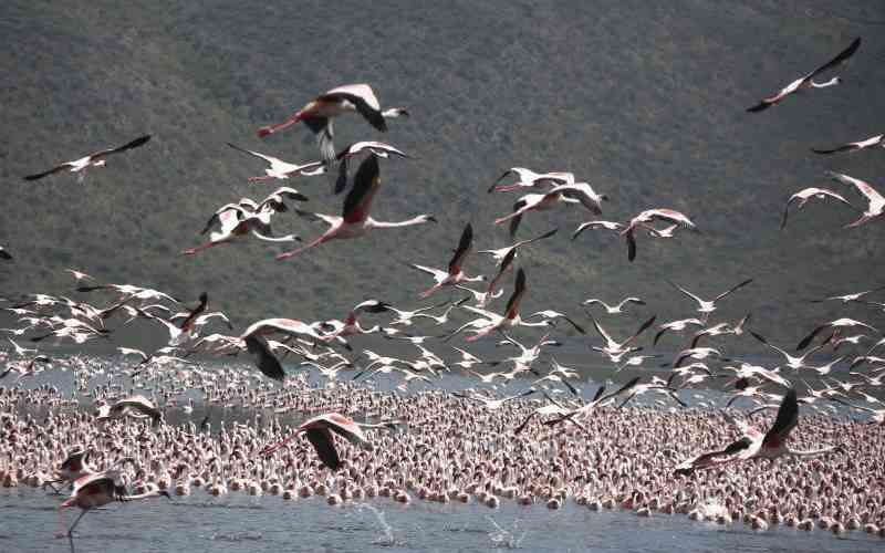 Kenya's lakes see steep fall in waterbirds
