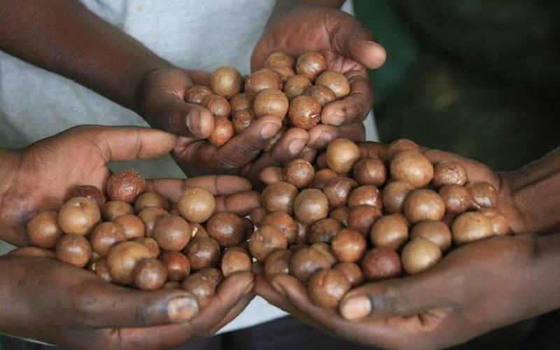 Macadamia farmers lament over poor market prices