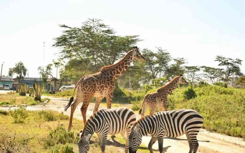 WRTI, KWS map out wildlife sanctuaries hardest hit by drought