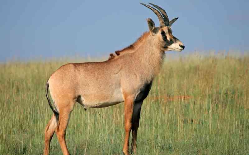 New effort to save the endangered Roan antelope at Ruma reserve