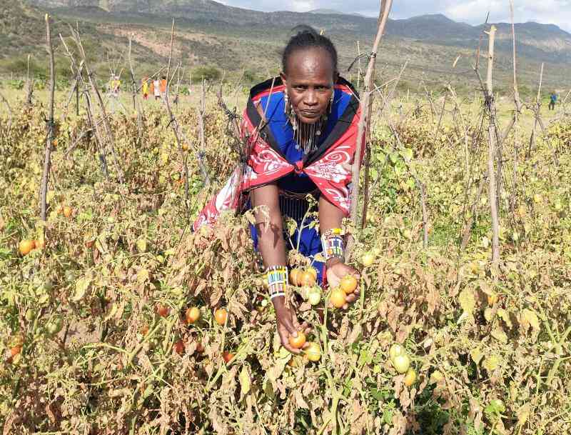 Pastoralists strike fortune in tomato farming