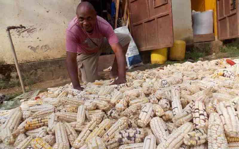 Is GMO maize an innovation or a risk to health and farmers?