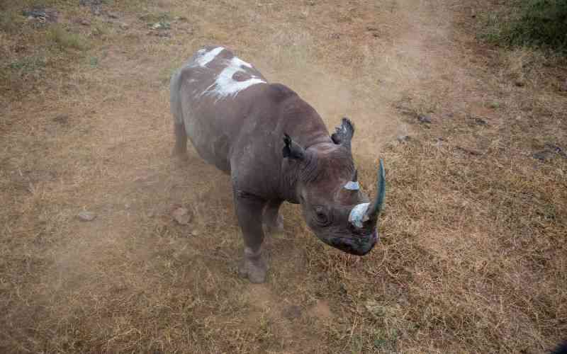 Inability to sweat puts rhinos at risk as global warming worsens