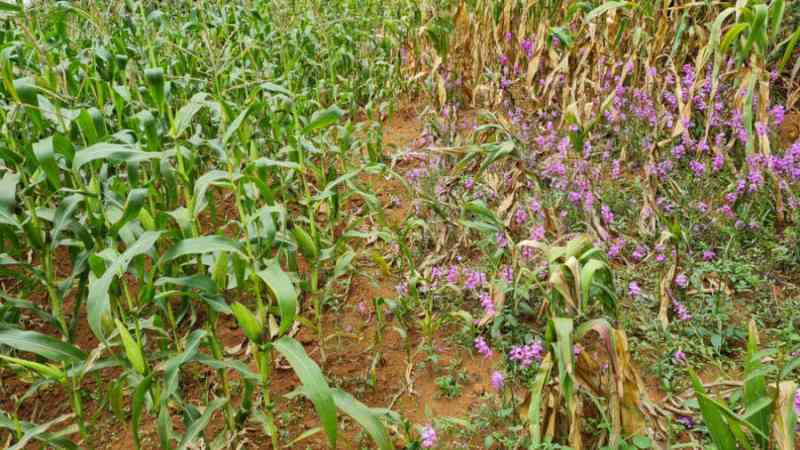 A bioherbicide helping farmers to fight hunger