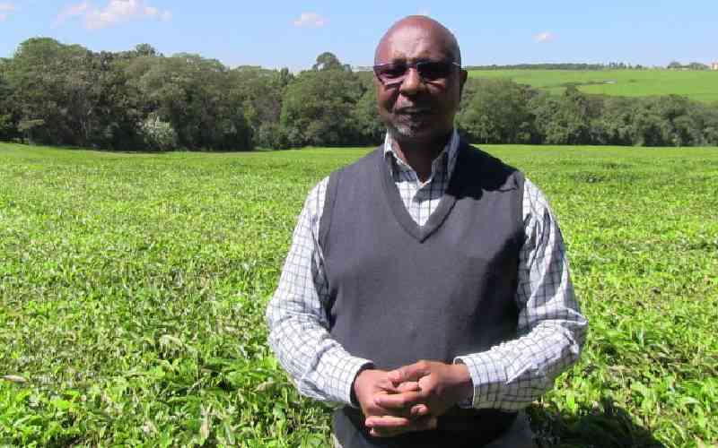 Tea farming giants oppose community's claim to land