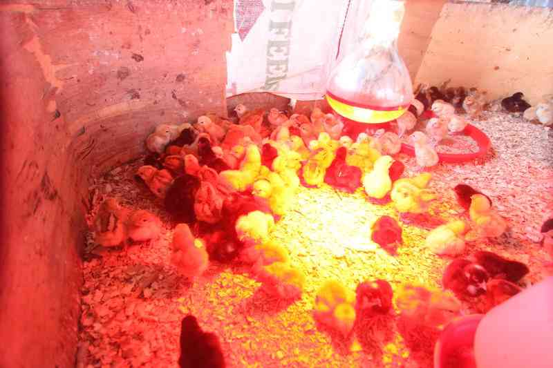 Want more poultry profits? Go tech way