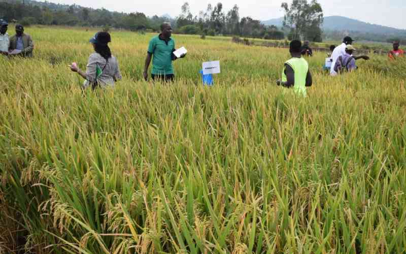 State agencies introduce new rice varieties and technology to reduce the gap in rice production