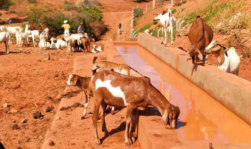 Ensuring animal health in the face of drought