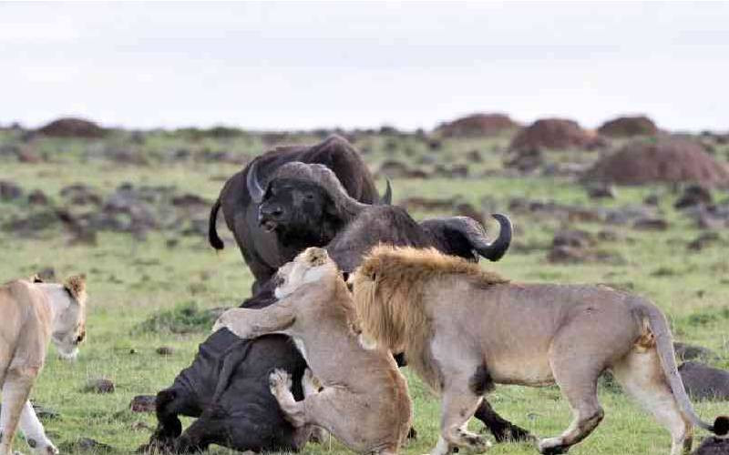 China, Kenya and Tanzania advance community-based conservation