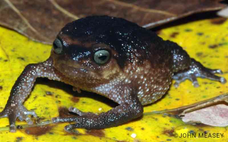 Scientists in plans to save endangered Taita frog