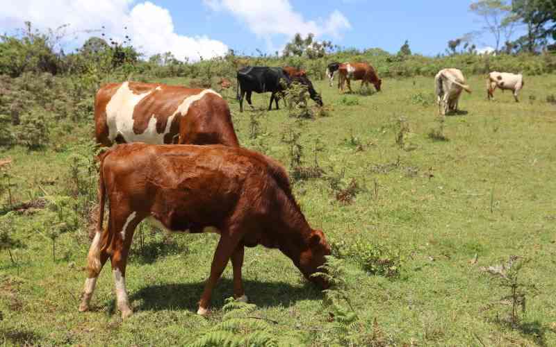 Locals cry out as commercial grazing threatens forest