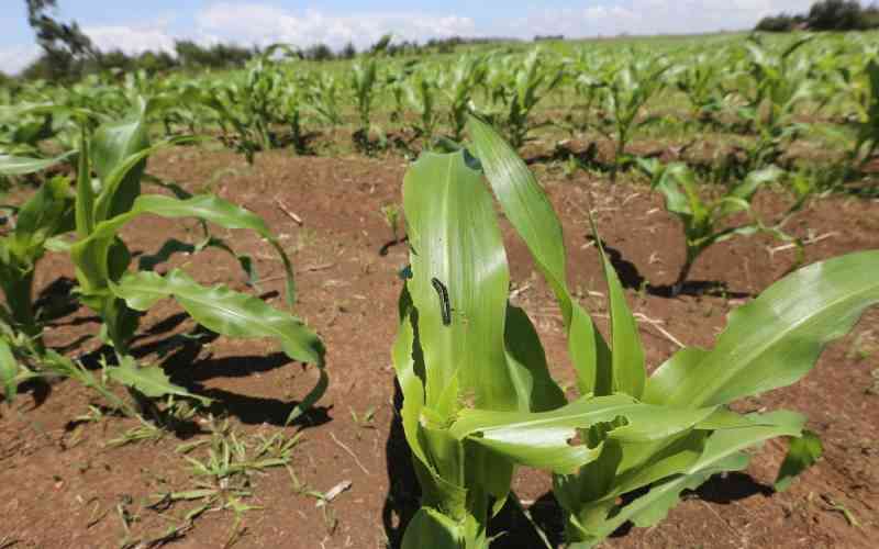 Fall armyworms invade farms in Trans Nzoia and Uasin Gishu