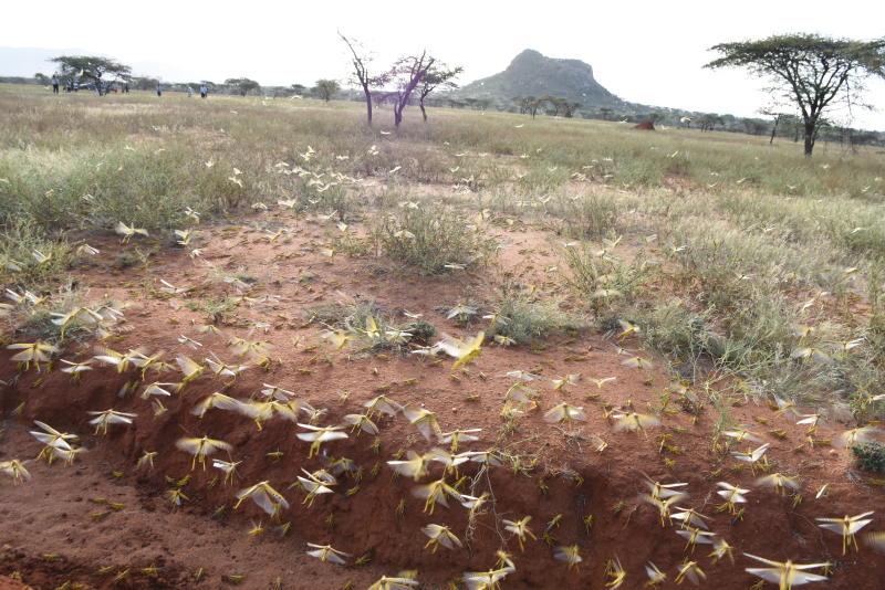 Farmers in Samburu given Sh34m for locust invasion losses