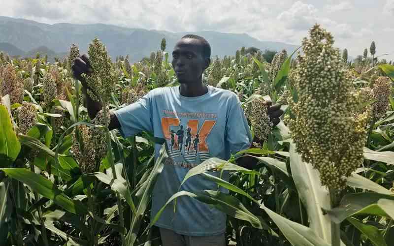 Sorghum farming changing fortunes in Arid Kerio Valley, with over Sh15m harvest in sight