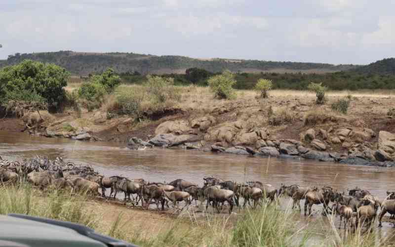 Masai Mara listed in 'extraordinary global records' for unique annual spectacle