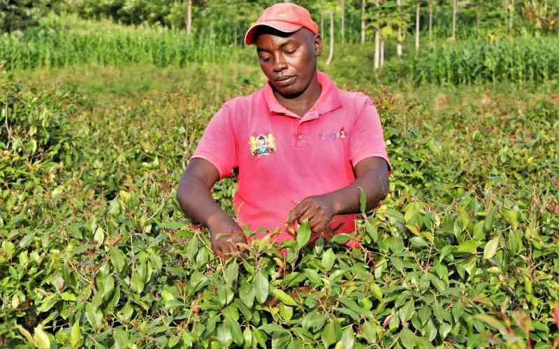 Fate of muguka, miraa farmers hangs on President's directive