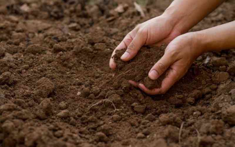 Here is what you need to improve soil fertility