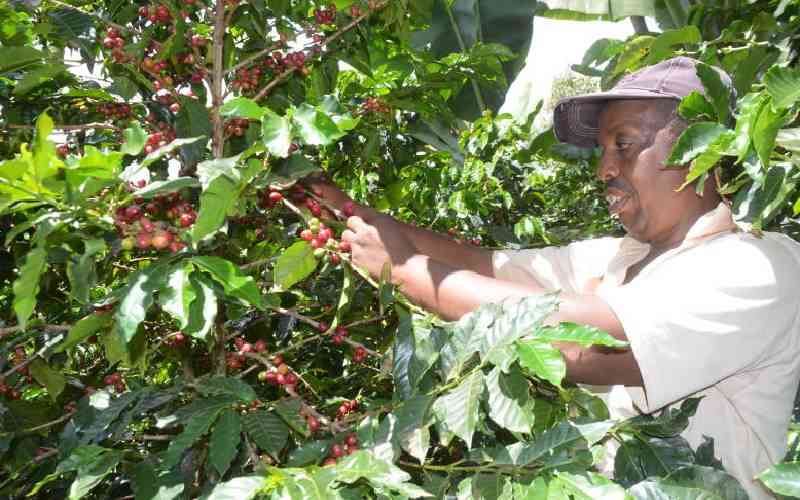 DP Gachagua says farmers reaping benefits of coffee reforms, better pay ahead